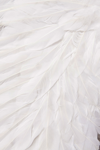 White Angel